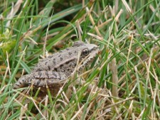 Grenouille