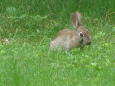 Lapin